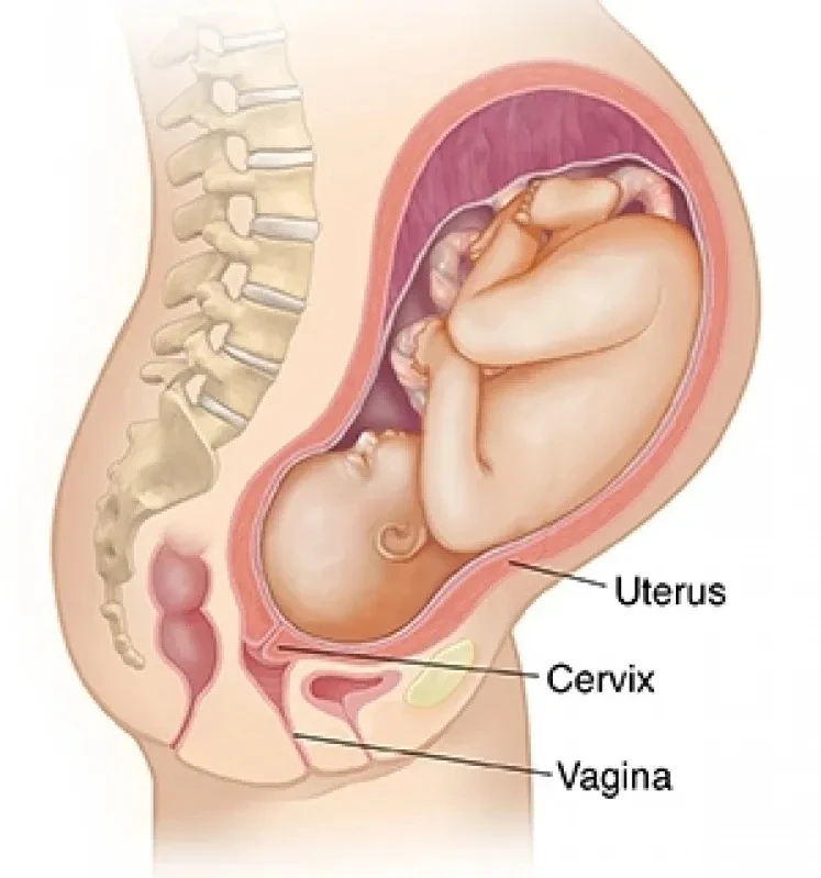 obstetra para acompanhar parto